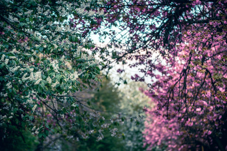 Sakura flowers blooming, spring seasonal backgroundの写真素材