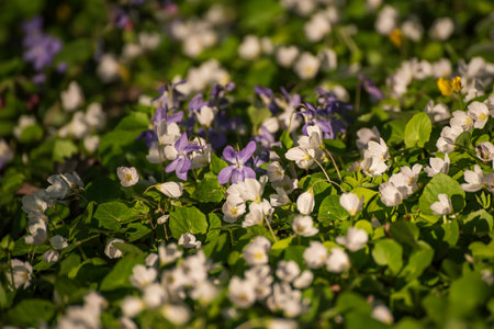 White anemone and violet flowers growing in spring forest, natural seasonal backgroundの写真素材