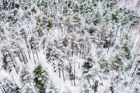 Forest in Estonia, covered with snow, aerial view. Winter seasonal landscapeの写真素材