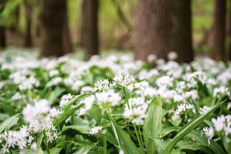 Wild garlic flowers growing in the spring forest. Ramson blossoms, seasonal background