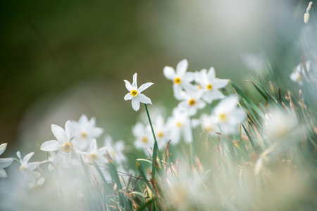White daffodil narcissus flowers on Golica mountain, Slovenia, at spring. Easter background