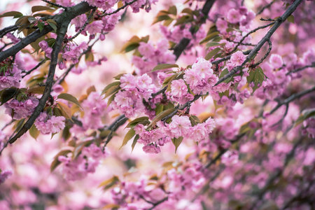 Sakura flowers blooming, spring seasonal background