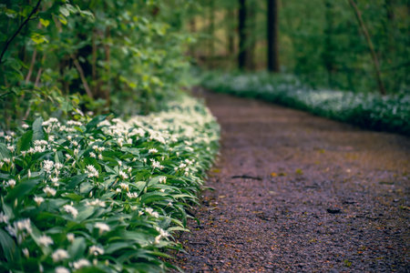Stunning spring beech forest scene with loads of flowering ramsons - wild garlic