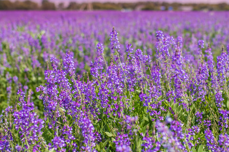Purple flower vetch (Vicia cracca) on meadow.の写真素材