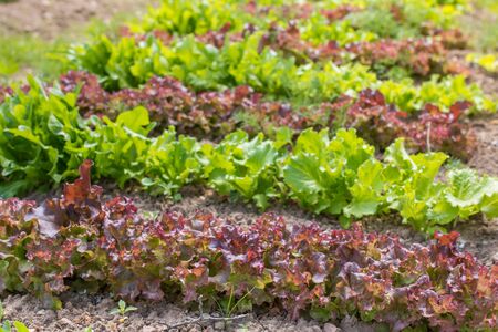 Colorful leaves of lettuce growing on a bed in a kitchen garden