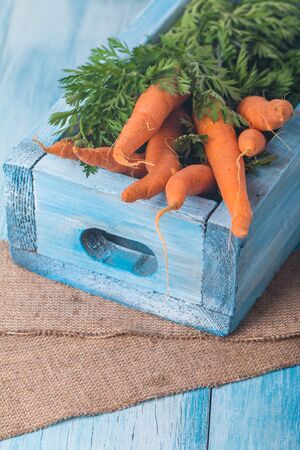 Fresh organic carrots in blue wooden boxの写真素材