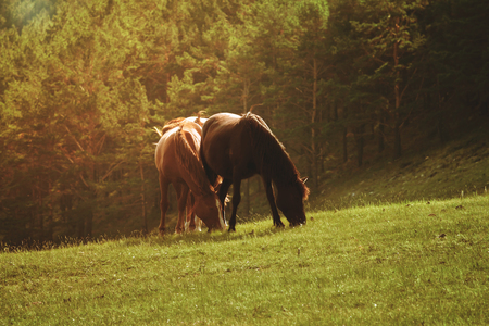 Horses on a summer pasture on a green meadowの写真素材