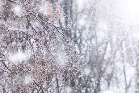 icy tree branches close-up in the sunlightの写真素材