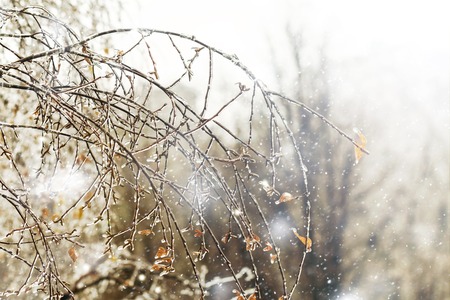 icy tree branches close-up in the sunlightの写真素材