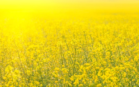 Rapeseed field (Brassica napus)の写真素材