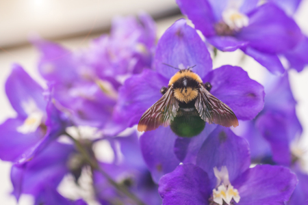 A macro shot of a bumble bee collecting pollen from a beautiful flower.の写真素材