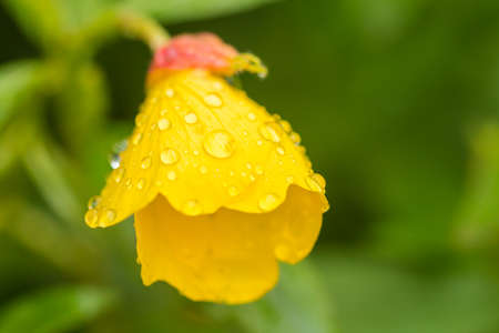 Beautiful Yellow flowersの写真素材