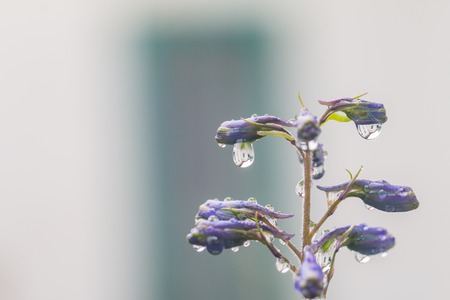 Larkspur flowers, Delphinium elatumの写真素材