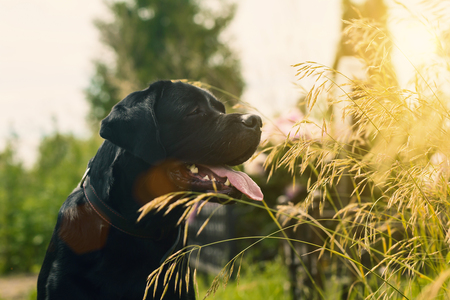 Black labrador retriever dogの写真素材