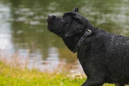 big black dog labradorの写真素材