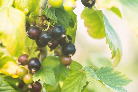 black currant on a branchの写真素材