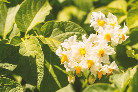 Green blooming potato plantの写真素材