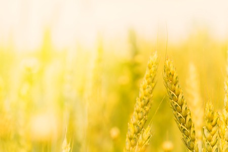 golden wheat field