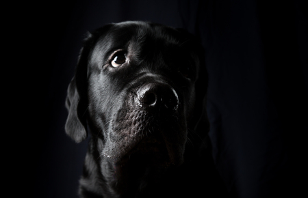 Closeup Portrait of Labrador Dogの写真素材