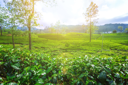 Green plantation of Ceylon tea.の写真素材