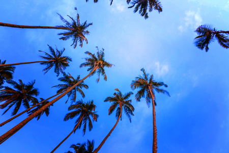 Silhouettes of palm treesの写真素材