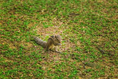Small chipmunk on the green lawnの写真素材