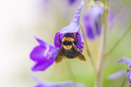 A macro shot of a bumblebeeの写真素材