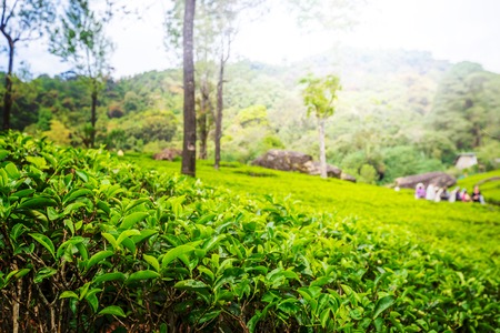 Green plantation of Ceylon tea.の写真素材