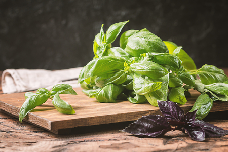 Fresh green basil plantの写真素材