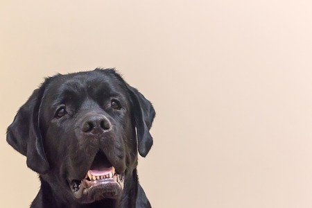 Portrait of young black labrador retriever dog. Studio shot.の写真素材