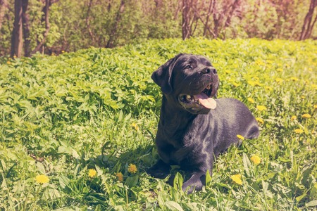 Labrador on the grass in a parkの写真素材
