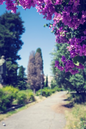 Purple bougainvillea plant treeの写真素材