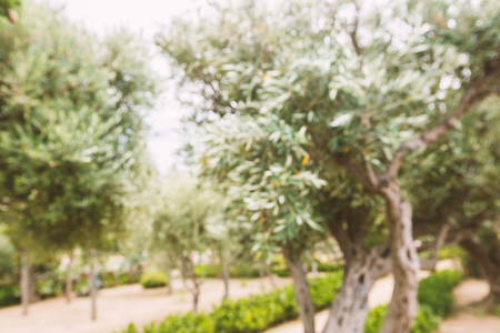 Olives on olive treeの写真素材