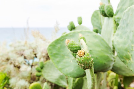 Fresh succulent cactusの写真素材