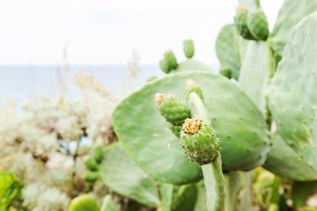 Fresh succulent cactus