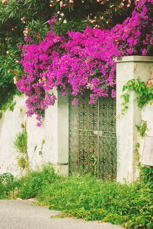 Purple bougainvillea plant treeの写真素材