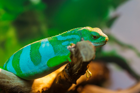 Reptile Iguana lizardの写真素材