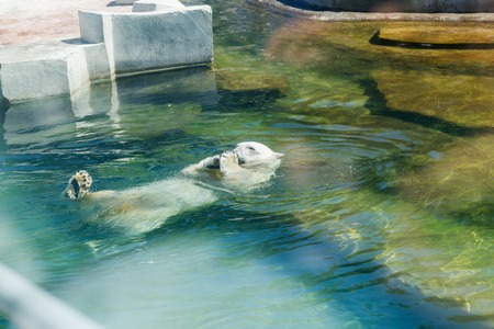 White polar bearの写真素材