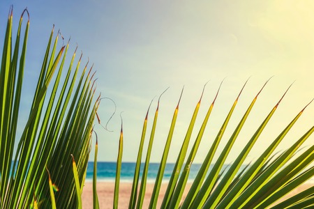 Close up green palm leavesの写真素材