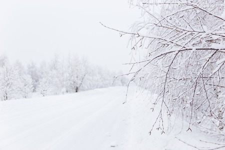 Winter landscape with snow trees
