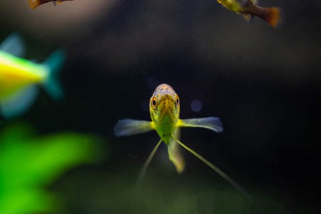 Freshwater aquarium fishの写真素材