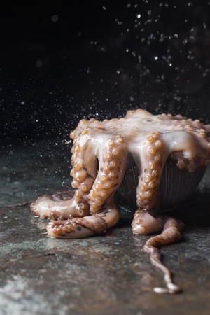 Fresh raw octopusの写真素材