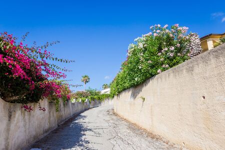Purple bougainvillea plant treeの写真素材
