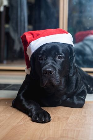 Black labrador retriever at Santa hat lying on the floor facing the camera.の写真素材