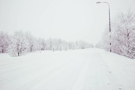 Scenic image of spruces trees.