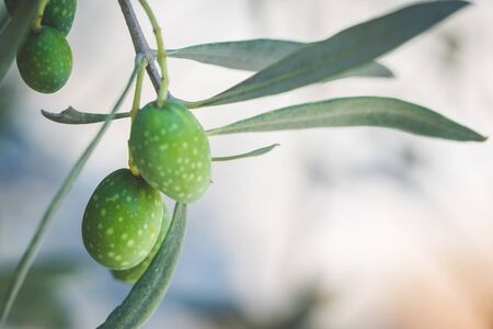 Detail of olive tree, a bunch of green olives used to produce high quality Italian oilの写真素材
