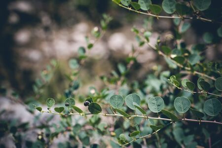 Close up of a caper plant, with leaves and flowersの写真素材