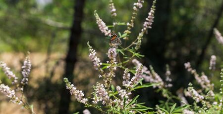 Purple flovers of vitex tree close up in green garden.