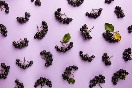 Ripe aronia berries on pink background, top view. Aronia, commonly known as the black chokeberryの写真素材