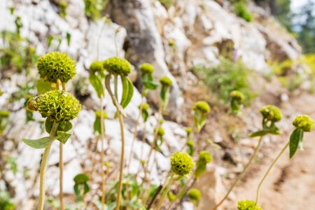 Buds of Turkish sage in a mountains, Phlomis russeliana, is a species of flowering plant in the mint family Lamiaceae.の写真素材